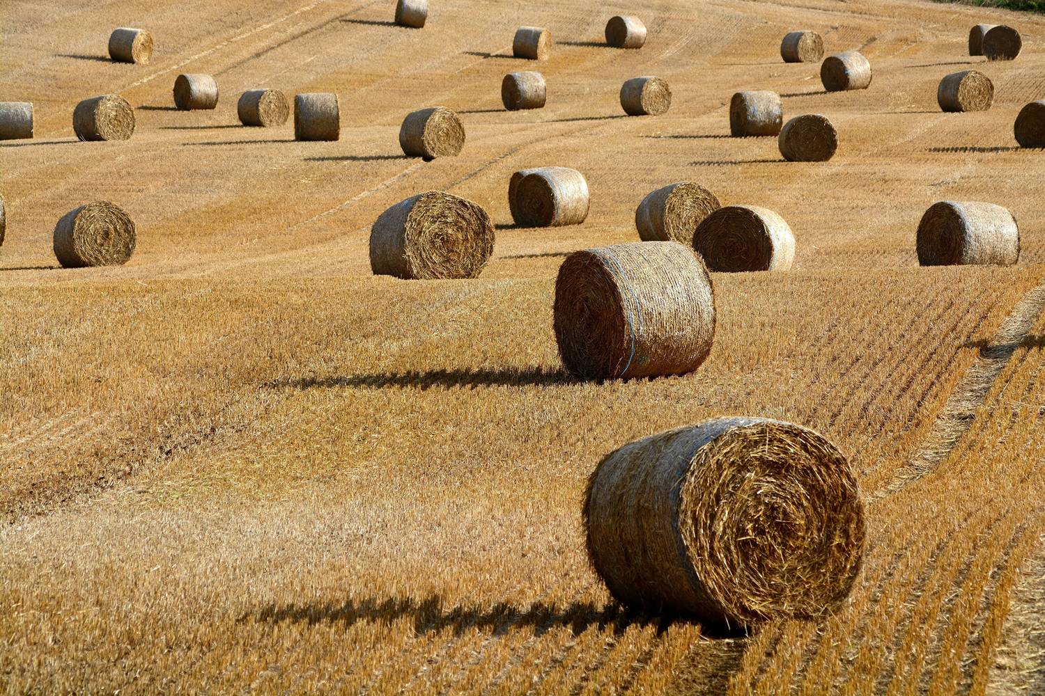 Как сохранить зерно в домашних условиях? | Agrotechnika